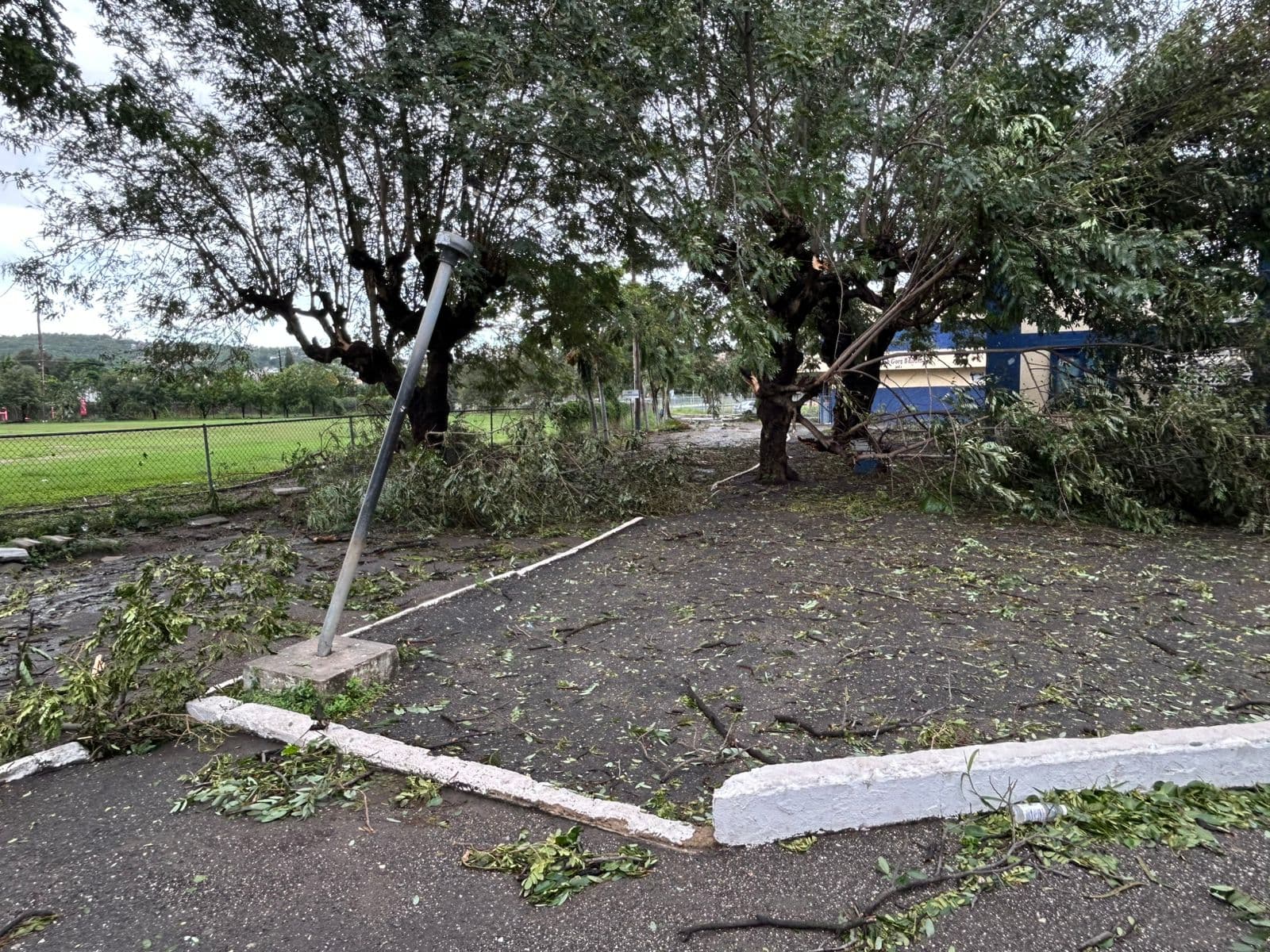 Tree damage to the dorm manager's house